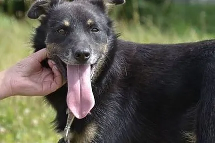 Irysek spędza w schronisku zimę - marznie, moknie,