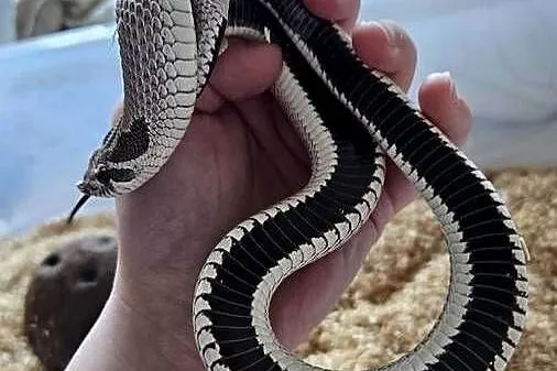 Heterodon dorosły samiec