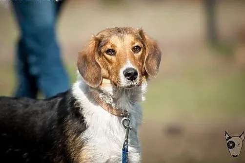Kolbi poleca się do adopcji :),  Kundelki cała Pol