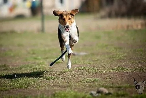 Kolbi poleca się do adopcji :),  Kundelki cała Pol