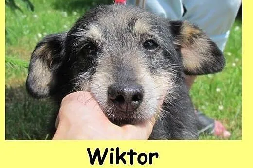 Wiktor - czeka i czeka, czy się kiedyś doczeka ?, śląskie Katowice