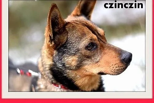 CZINCZIN-mały,9kg,łagodny,tulaśny,wesoły piesek.ADOPCJA,  dolnośląskie Wrocław