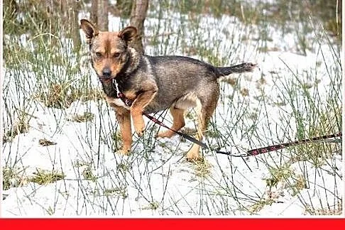 CZINCZIN-mały,9kg,łagodny,tulaśny,wesoły piesek.AD