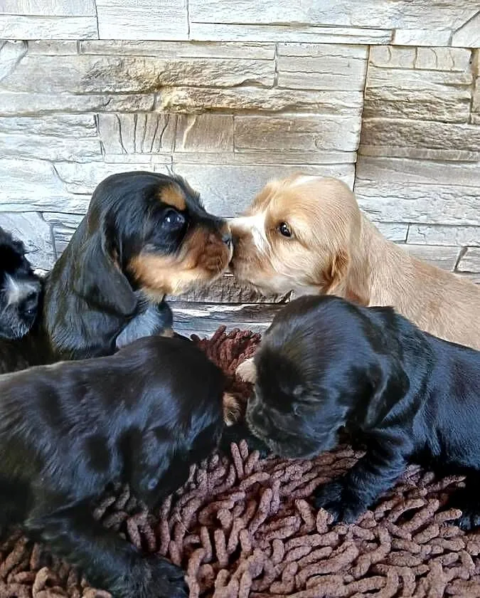Cocker Spaniel Angielski szczenięta, Łódzkie, Sieradz