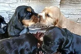 Cocker Spaniel Angielski szczenięta
