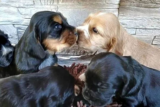 Cocker Spaniel Angielski szczenięta, Łódzkie, Sieradz