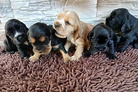 Cocker Spaniel Angielski szczenięta, Łódzkie, Sieradz