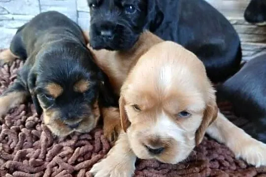 Cocker Spaniel Angielski szczenięta, Łódzkie, Sieradz