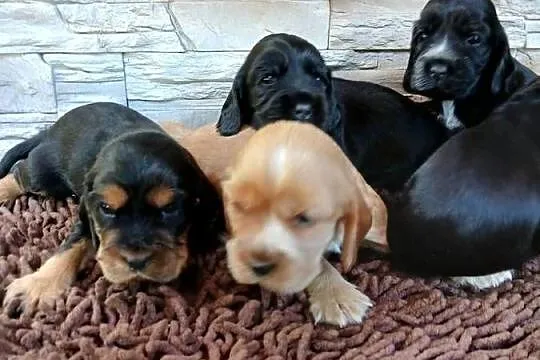 Cocker Spaniel Angielski szczenięta, Łódzkie, Sieradz