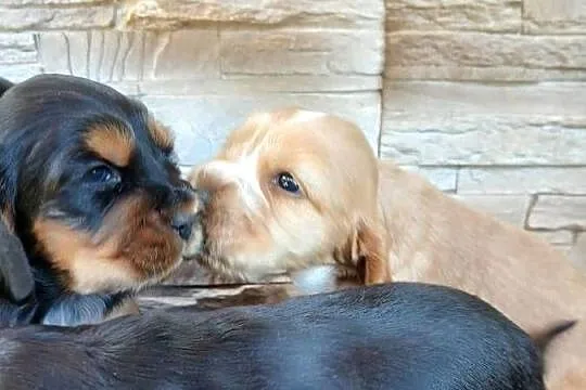 Cocker Spaniel Angielski szczenięta, Łódzkie, Sieradz