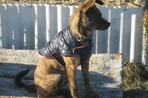 Pela, mała sunia,  dolnośląskie Lubin