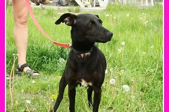 Mała 8 kg czarna sunia WIPETKA,przekochana,przytulaśna_Adopcja_