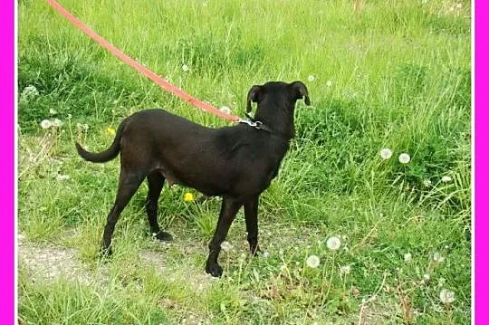 Mała 8 kg czarna sunia WIPETKA,przekochana,przytul