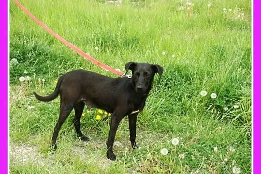 Mała 8 kg czarna sunia WIPETKA,przekochana,przytul