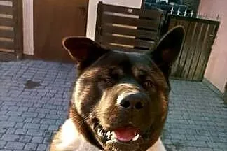 Akita amerykański, Kujawsko-pomorskie, Osięciny
