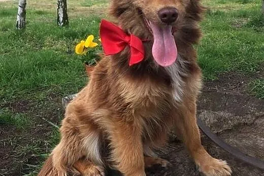 Malutka Lili, 7 kg szczęścia,  Kundelki cała Polsk