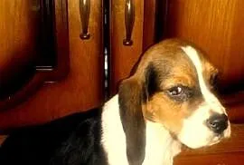 Piesek Beagle Tricolor śliczny szczeniaczek, Jasło
