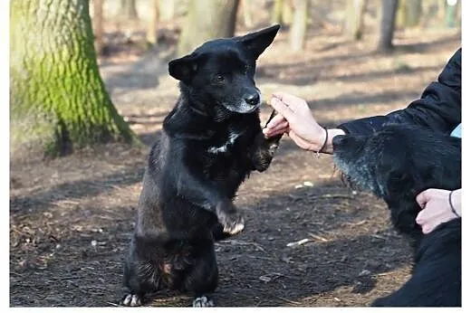 Mały kundelek do adopcji !!!,  zachodniopomorskie Szczecin