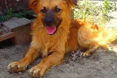 Rudolf - mały 6kg psiak ,  mazowieckie Warszawa