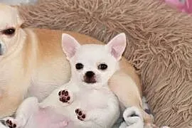 Gotowy do odbioru XS Chihuahua krótkowłosy ZKwP FCI