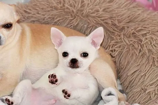 Gotowy do odbioru XS Chihuahua krótkowłosy ZKwP FCI