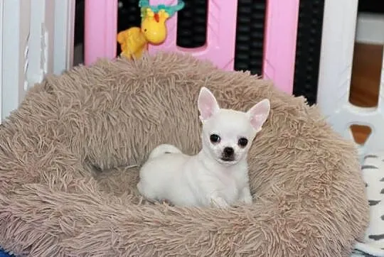 Gotowy do odbioru XS Chihuahua krótkowłosy ZKwP FCI, Zachodniopomorskie, Świnoujście