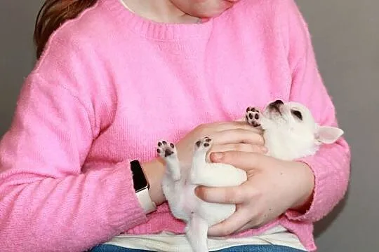 Gotowy do odbioru XS Chihuahua krótkowłosy ZKwP FCI, Zachodniopomorskie, Świnoujście
