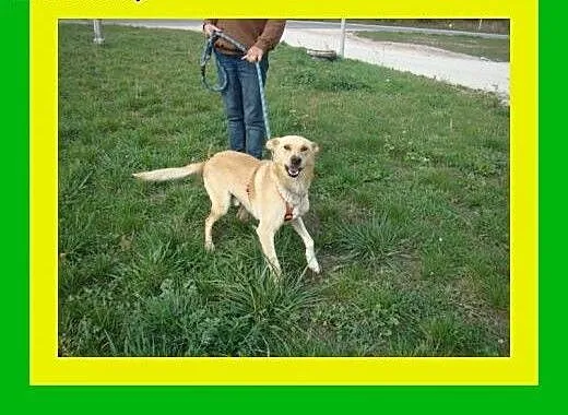 20kg,młody,aktywny,energiczny,łagodny,pies CZAR,