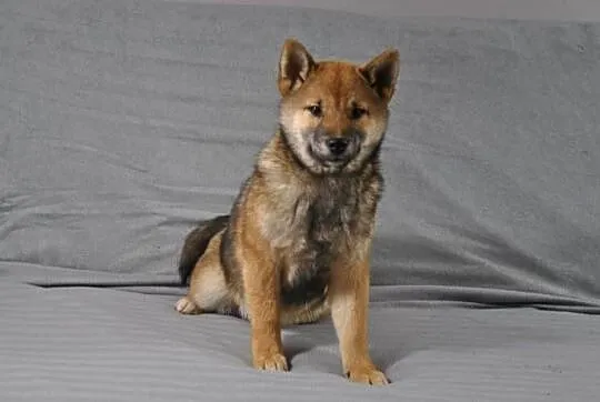 Shiba Inu Śliczny piesek z rodowodem, Dolnośląskie, Kamienna Góra