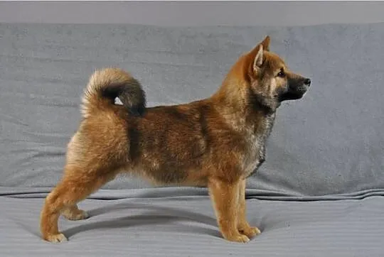 Shiba Inu Śliczny piesek z rodowodem, Dolnośląskie, Kamienna Góra