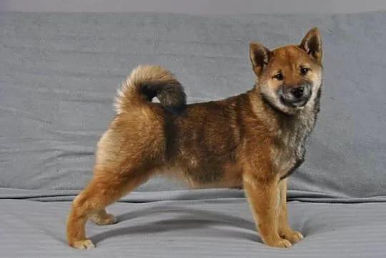 Shiba Inu Śliczny piesek z rodowodem, Dolnośląskie, Kamienna Góra