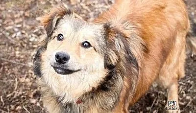 Kilkumiesięczny piesek poleca się do adopcji!, po