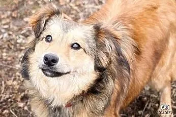 Kilkumiesięczny piesek poleca się do adopcji!,  po