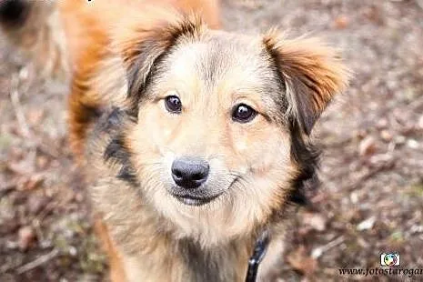 Kilkumiesięczny piesek poleca się do adopcji!,  po