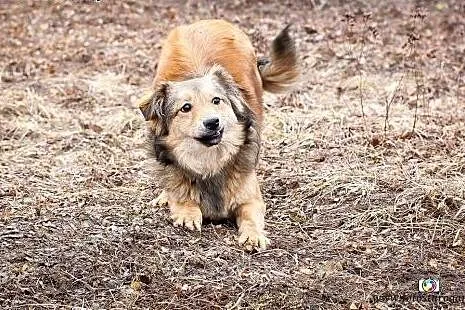 Kilkumiesięczny piesek poleca się do adopcji!,  po