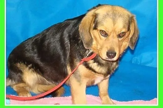 Biglusia-łagodna,grzeczna,spokojna suczka w schronisku.Adopcja,  mazowieckie Warszawa