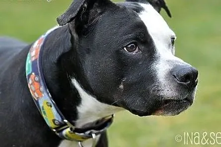 Kornel 8-letnii amstaff szuka domu,  Amstaff cała 