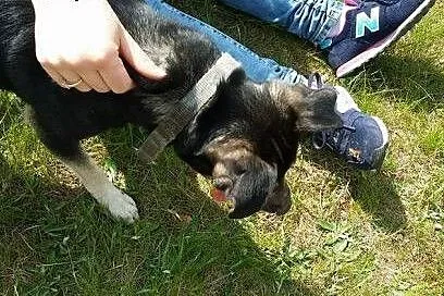 Diana - maniaczka aportowania :),  dolnośląskie Św