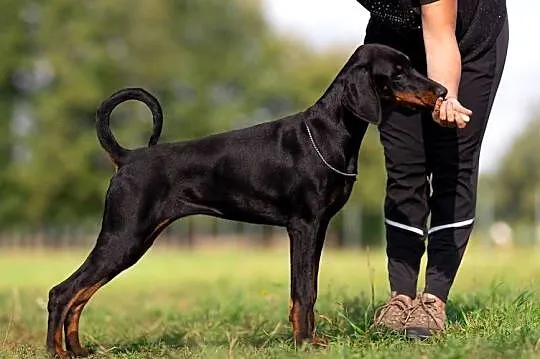 Doberman linia amerykańska suczka ZKwP/FCI, Lubuskie, Gorzów Wielkopolski