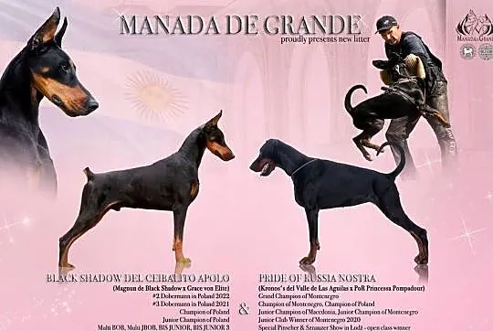 Doberman linia amerykańska suczka ZKwP/FCI, Lubuskie, Gorzów Wielkopolski