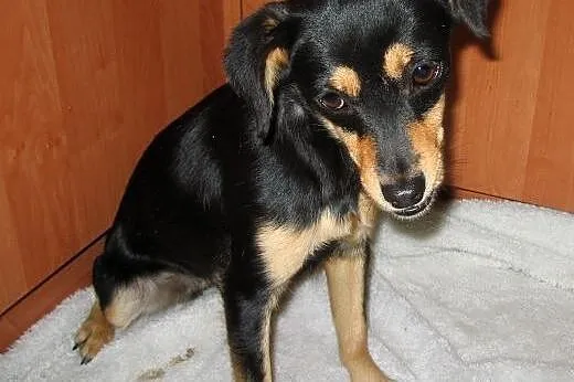 Figa-malenka sunia wysterylizowana,adopcja!!,  świętokrzyskie Kielce