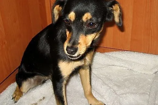 Figa-malenka sunia wysterylizowana,adopcja!!,  świ