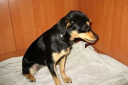 Figa-malenka sunia wysterylizowana,adopcja!!,  świ