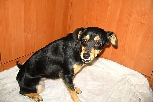 Figa-malenka sunia wysterylizowana,adopcja!!,  świ