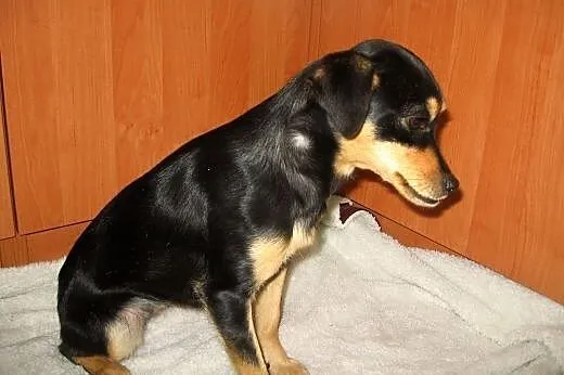 Figa-malenka sunia wysterylizowana,adopcja!!,  świ