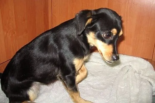 Figa-malenka sunia wysterylizowana,adopcja!!,  świ