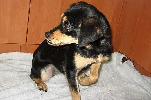 Figa-malenka sunia wysterylizowana,adopcja!!,  świ
