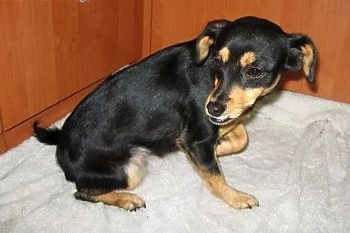 Figa-malenka sunia wysterylizowana,adopcja!!,  świ