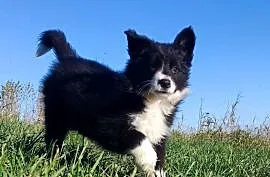 Wspaniała suczka BORDER COLLIE z pełną dok. rodzice - przebadani z dobrym p