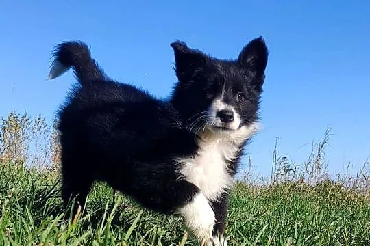 Wspaniała suczka BORDER COLLIE z pełną dok. rodzice - przebadani z dobrym p